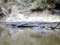 13_101002 hippos in mari river
